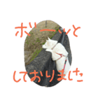 愛犬CoCoスタンプ②（個別スタンプ：13）