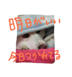 愛犬CoCoスタンプ②（個別スタンプ：14）