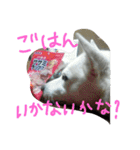 愛犬CoCoスタンプ②（個別スタンプ：15）