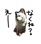 愛犬CoCoスタンプ②（個別スタンプ：16）