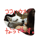 愛犬CoCoスタンプ②（個別スタンプ：18）