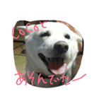 愛犬CoCoスタンプ②（個別スタンプ：19）
