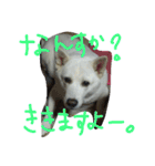 愛犬CoCoスタンプ②（個別スタンプ：20）
