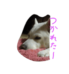 愛犬CoCoスタンプ②（個別スタンプ：23）