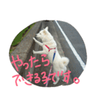 愛犬CoCoスタンプ②（個別スタンプ：25）