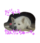 愛犬CoCoスタンプ②（個別スタンプ：26）