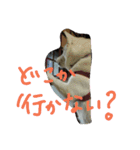 愛犬CoCoスタンプ②（個別スタンプ：27）