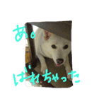 愛犬CoCoスタンプ②（個別スタンプ：28）