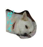 愛犬CoCoスタンプ②（個別スタンプ：29）