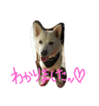 愛犬CoCoスタンプ②（個別スタンプ：30）