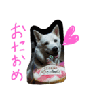 愛犬CoCoスタンプ②（個別スタンプ：31）