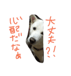愛犬CoCoスタンプ②（個別スタンプ：32）