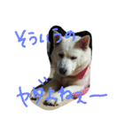 愛犬CoCoスタンプ②（個別スタンプ：33）