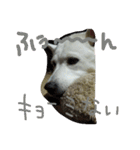 愛犬CoCoスタンプ②（個別スタンプ：34）
