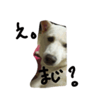 愛犬CoCoスタンプ②（個別スタンプ：36）