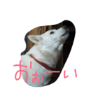 愛犬CoCoスタンプ②（個別スタンプ：38）