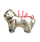 愛犬CoCoスタンプ②（個別スタンプ：39）