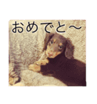 うちのわんず2（個別スタンプ：3）