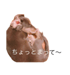 うちのわんず2（個別スタンプ：4）