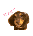 うちのわんず2（個別スタンプ：9）