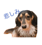 うちのわんず2（個別スタンプ：12）