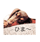 うちのわんず2（個別スタンプ：14）