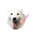 Udon the Wicked Dog（個別スタンプ：1）
