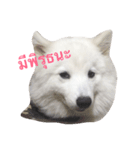 Udon the Wicked Dog（個別スタンプ：2）