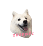 Udon the Wicked Dog（個別スタンプ：3）