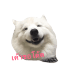 Udon the Wicked Dog（個別スタンプ：4）