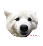 Udon the Wicked Dog（個別スタンプ：5）