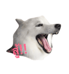 Udon the Wicked Dog（個別スタンプ：6）