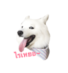 Udon the Wicked Dog（個別スタンプ：7）