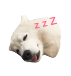 Udon the Wicked Dog（個別スタンプ：8）
