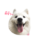 Udon the Wicked Dog（個別スタンプ：11）