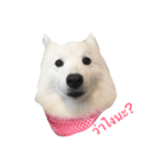 Udon the Wicked Dog（個別スタンプ：12）