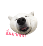 Udon the Wicked Dog（個別スタンプ：13）