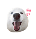 Udon the Wicked Dog（個別スタンプ：14）