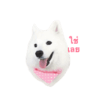 Udon the Wicked Dog（個別スタンプ：15）