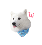 Udon the Wicked Dog（個別スタンプ：16）
