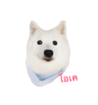 Udon the Wicked Dog（個別スタンプ：17）