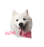 Udon the Wicked Dog（個別スタンプ：19）