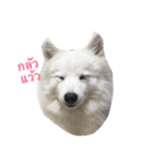 Udon the Wicked Dog（個別スタンプ：21）