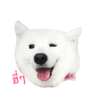 Udon the Wicked Dog（個別スタンプ：23）