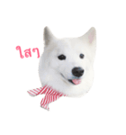 Udon the Wicked Dog（個別スタンプ：24）
