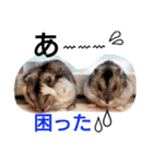ハムスターズスタンプ2☆（個別スタンプ：3）