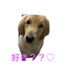 愛犬MAX★（個別スタンプ：1）