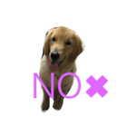愛犬MAX★（個別スタンプ：2）