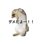 愛犬MAX★（個別スタンプ：4）