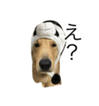 愛犬MAX★（個別スタンプ：5）